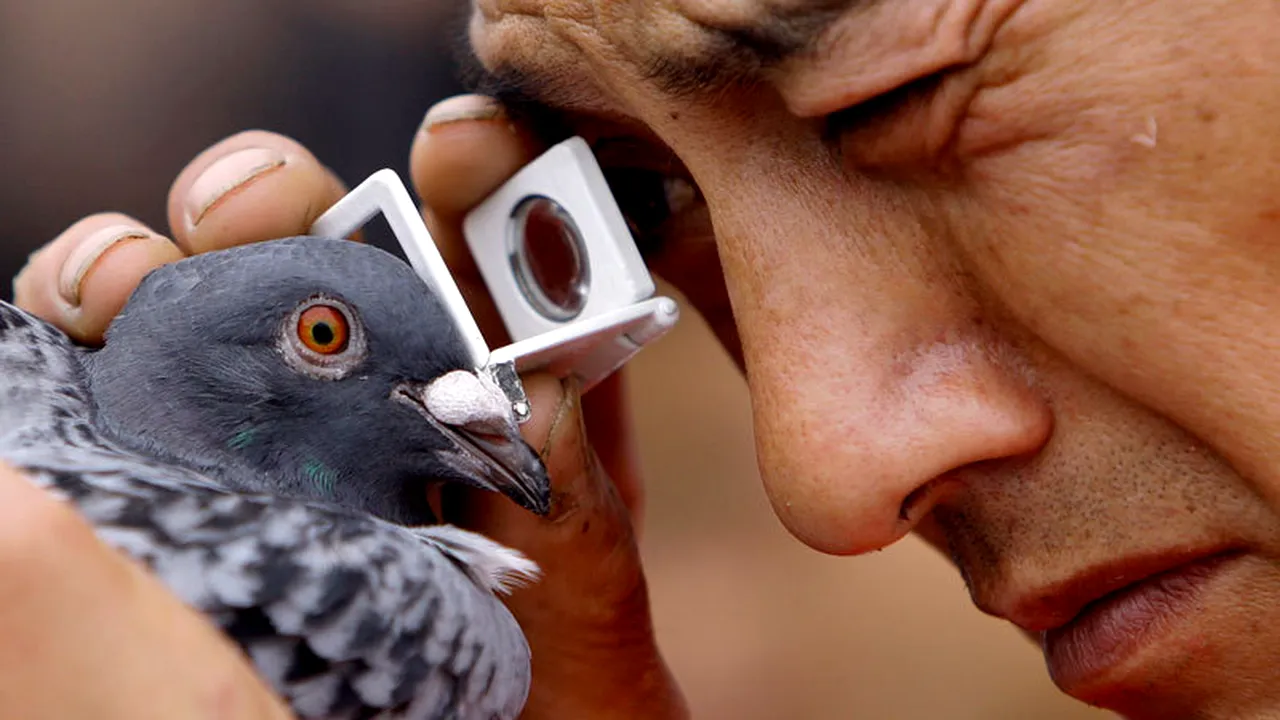 Porumbei de competiție depistați pozitiv, unul cu cocaină