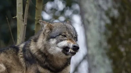 Lupii MUTANȚI de la Cernobîl, rezistenți la cancer? Care sunt concluziile unui studiu întocmit la Universitatea Princeton din SUA