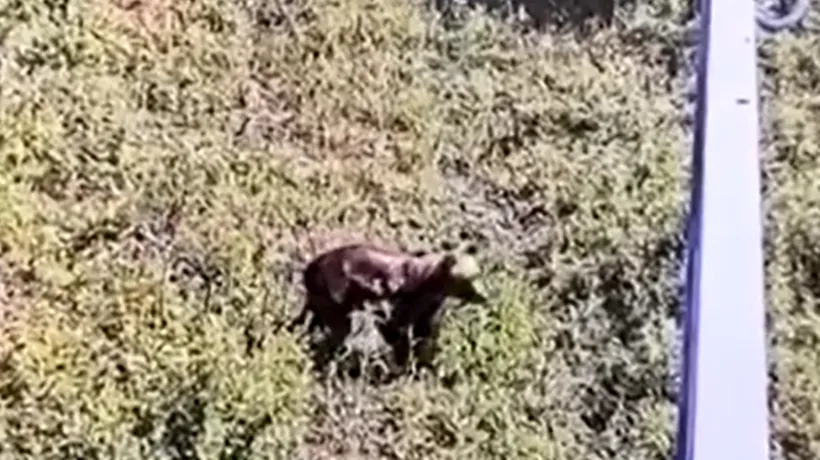 Alertă extremă în Ilfov: Ursul din Ciolpani a fost văzut din nou. Mesaje RO-ALERT, transmise locuitorilor: „Evitați zona! Rămâneți în case!”