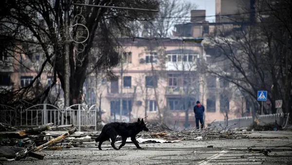 10.000 de câini terorizează locuitorii din Mariupol. La ce măsuri au recurs autoritățile de ocupație ale Rusiei