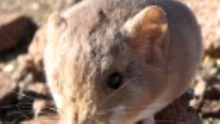 Descoperire în Africa. Pare un șoarece obișnuit, dar e înrudit cu elefanții