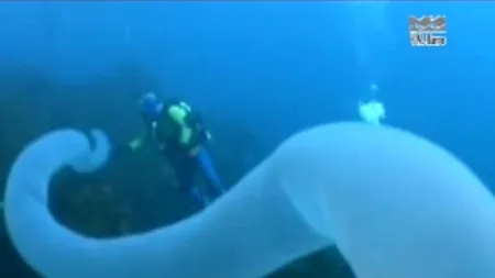 VIDEO. Imagini rare cu 