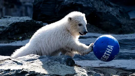 Un pui de URS POLAR va fi numit după cea mai renumită echipă de FOTBAL din Berlin - VIDEO