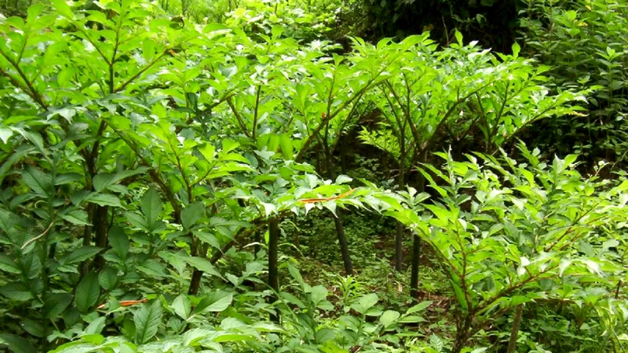 Dukan și Oz au supranumit-o 