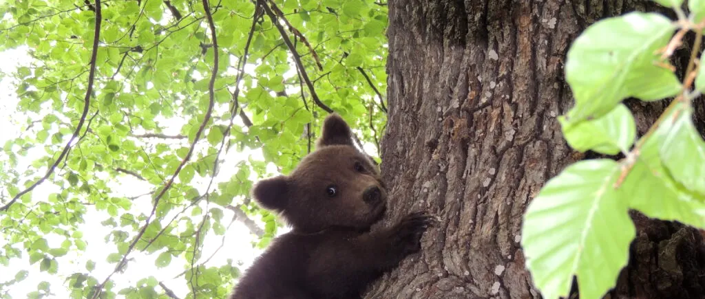 FOTO | Un ursuleț orfan de doar 3 luni, salvat de săteni dintr-un copac. Puiul a ajuns la centrul Bear Again