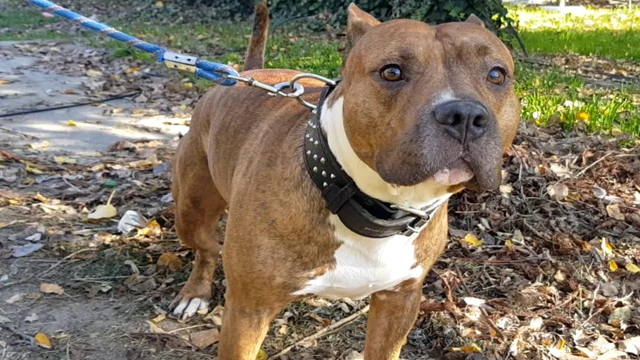 Un copil de 4 ani a fost mușcat de cap de un câine de luptă într-un parc din Cluj. Poliția a deschis dosar penal