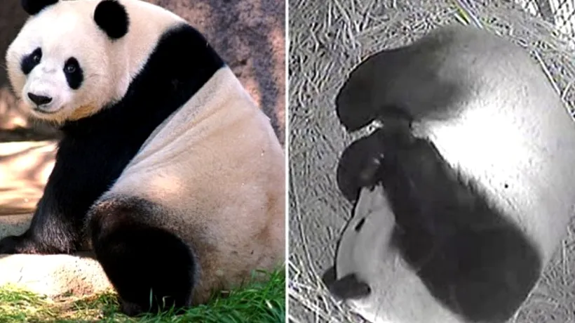 O ursoaică panda gigant a născut al șaselea pui în captivitate
