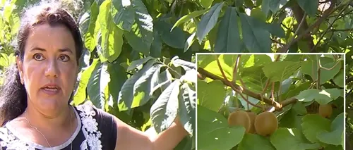 FOTO-VIDEO. Afacerea inedită cu care dai lovitura! Românii au renunțat la caiși și cultivă kiwi. Cât costă un lăstar