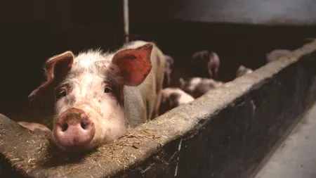 Focar de pestă porcină la o fermă din Olt. 11.500 de animale au fost sacrificate