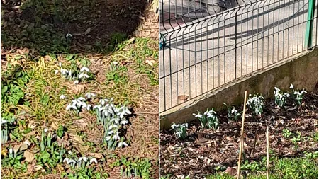 FOTO | Record de temperatură în România! În București au înflorit ghioceii