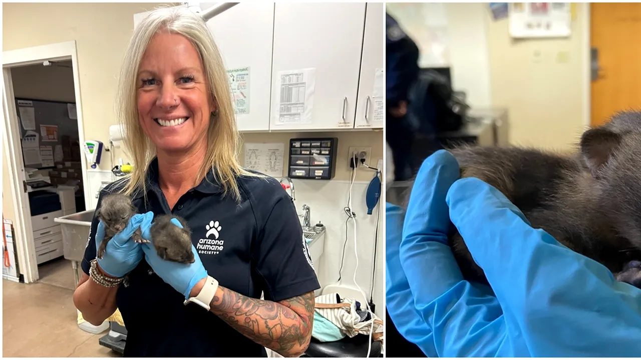 Surpriza de care a avut parte un bărbat care crezuse că a salvat doi pui de PISICĂ. Ce erau, de fapt, creaturile ascunse în spatele magaziei sale