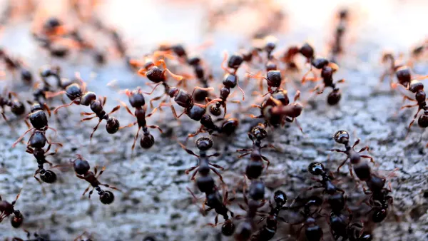 Un chinez a fost arestat pentru că a încercat să scoată din Kenya mii de furnici dintr-o specie rară. Unde le ascunsese bărbatul