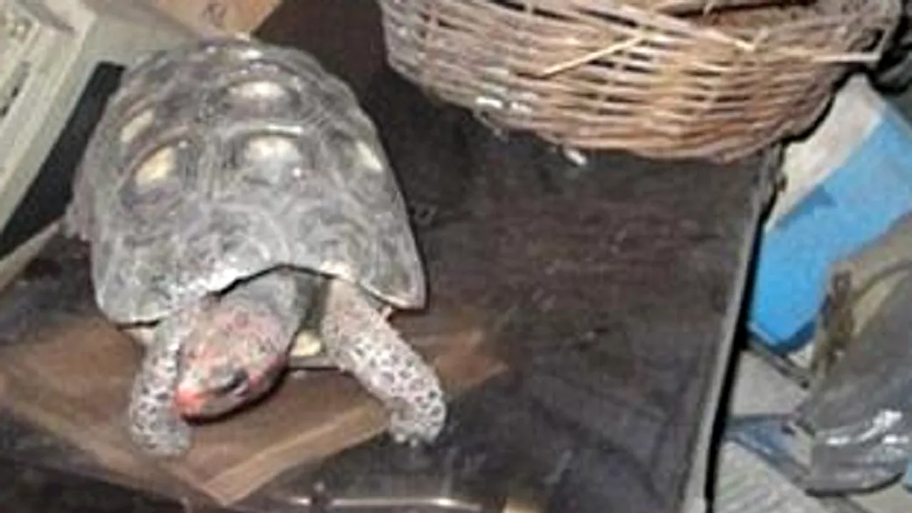 Stăpânul ei spune că 