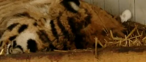 Tigrul Sandokan de la Zoo Galați a intrat într-o depresie severă, dar conducerea a avut o idee neobișnuită și a pus-o în practică