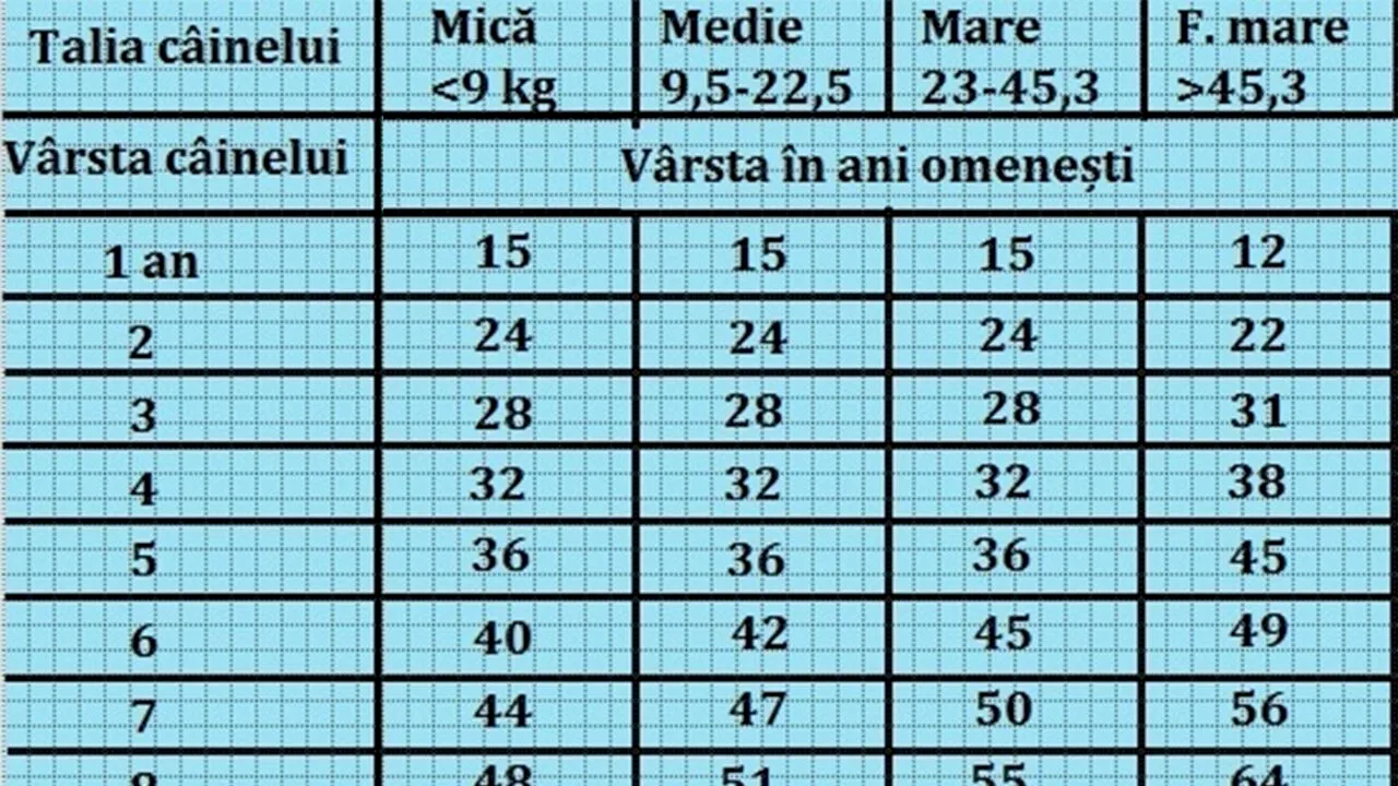 Tabelul vârstei câinilor în ani omenești. Află câți ani ar avea cățelul tău dacă ar fi om, în funcție de rasa lui
