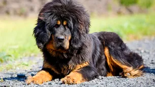 O femeie a cumpărat acest „cățel” dar, după 2 ani, a aflat adevărul halucinant: Ce animal e „câinele” ei, de fapt