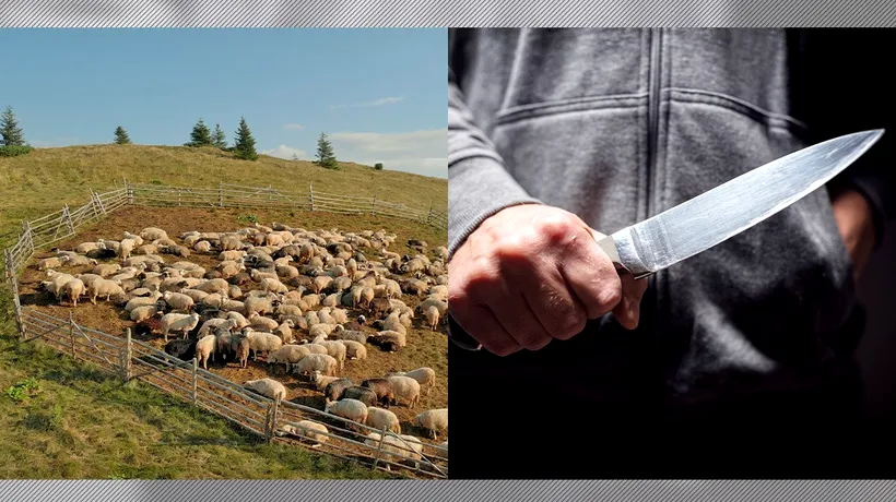 Scene din Miorița la o stână județul Sibiu. Un cioban și-a omorât confratele cu o bâtă