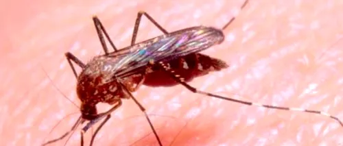 Ploile din ultima perioadă au favorizat înmulțirea țânțarilor. Autoritățile anunță o campanie amplă de igienizare