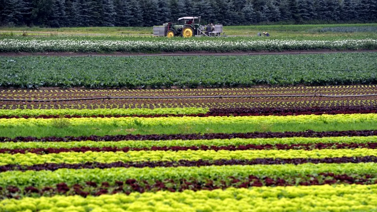 Măsura luată de ministrul bulgar al Agriculturii în favoarea producătorilor locali de fructe și legume