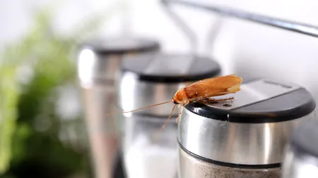 Orașul britanic invadat de „gândaci mutanți”. Insectele s-au „cazat” inclusiv în prize și routerele Wi-Fi