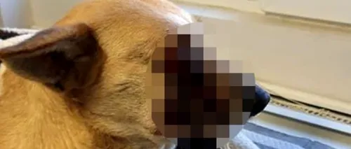 Caz cutremurător. Un câine a fost mutilat după ce i-a fost pusă o petardă în gură FOTO