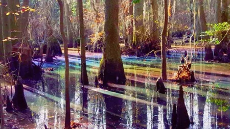 O fotografie INEDITĂ cu o MLAȘTINĂ-CURCUBEU a devenit virală. Care este EXPLICAȚIA fenomenului rar