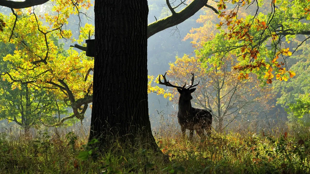 Vânătorul vânat: Un bărbat a fost UCIS de cerbul pe care l-a rănit