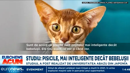 Cercetătorii din Japonia au decis: pisicile sunt mai inteligente decât bebelușii! Cele mai inteligente rase