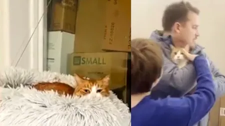 Cum a reușit o pisică să călătorească peste 1.600 de kilometri. Stăpânii nu credeau că o vor mai vedea