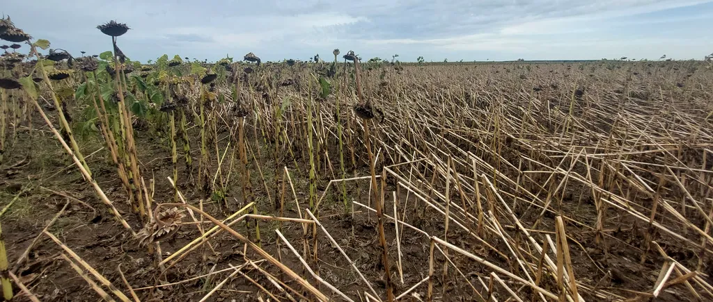 VIDEO | Mii de hectare de floarea-soarelui au fost secerate de vijelii în Dolj. Ce pagube estimează fermierii