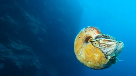 „E, probabil, cel mai rar animal de pe Terra