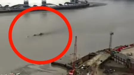 Creatură misterioasă, surprinsă în apele Tamisei