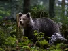 RO-Alert în două stațiuni montane din Prahova. Doi urși au coborât din pădure și au fost văzuți plimbându-se pe străzi: Evitați zona. Rămâneți în case