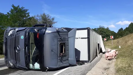 Un TIR plin cu 100 de porci vii s-a răsturnat pe un drum din județul Cluj. Pompierii au intervenit de urgență, pentru că din camion se scurgea carburant