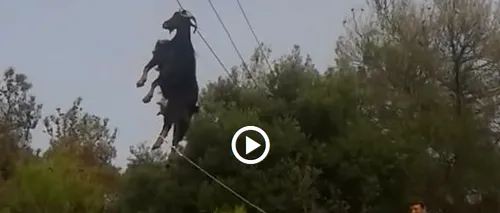 Operațiune de salvare a unui țap, suspendat de un cablu electric, filmată în Grecia