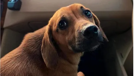 Recompensă URIAȘĂ pentru găsirea lui Patrocle, căţelul dispărut în Bucureşti: „Primesc poza, îmi dati contul, transfer, nu întreb nimic”