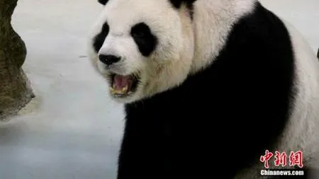 O ursoaică panda de la grădina zoologică din Taiwan a simulat o sarcină, pentru a primi mai multă atenție