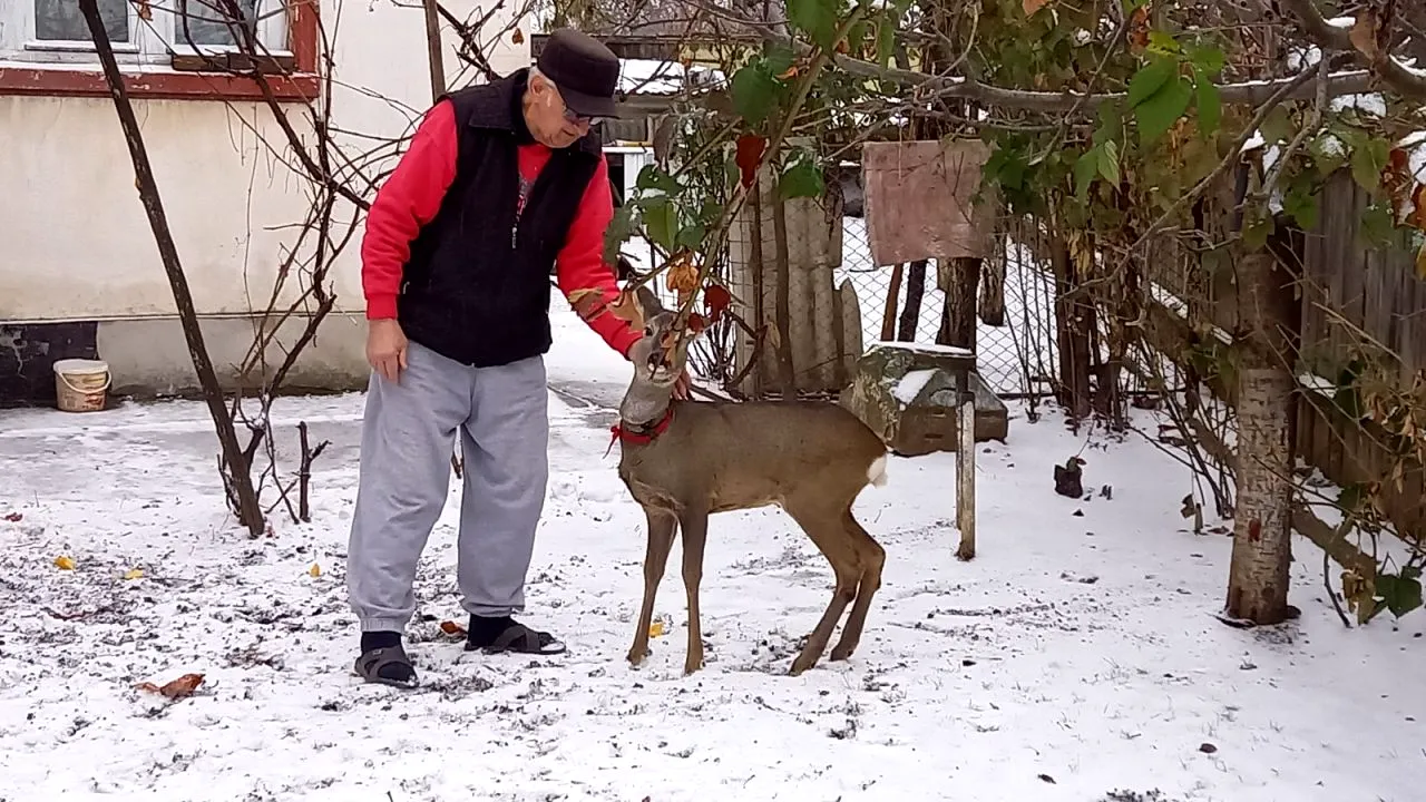 Un pensionar din Botoșani crește în gospodărie un pui de căprioară pe care l-a salvat