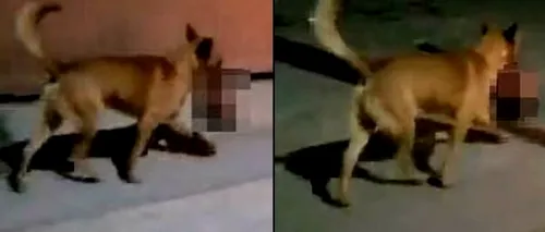 VIDEO | Scenă cutremurătoare pe străzile din Mexic. Un câine se plimba cu un cap de om între dinți