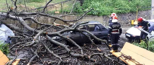 Ravagii în Curtea de Argeș: Mai multe gospodării inundate și un copac căzut peste mașini după furtună - VIDEO