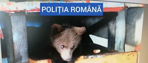 Ursoaică de patru luni, salvată de polițiștii maramureșeni. Ce au mai găsit autoritățile la locuința bărbatului care o ținea captivă