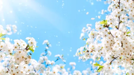 Vremea se schimbă radical! Temperaturi de mai în luna februarie. Prognoza meteo până la începutul lunii martie