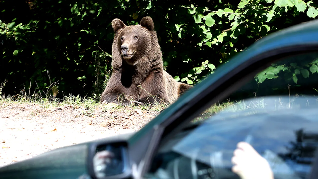 48 de urși în fondul de vânătoare de la Dâmbovița, efectivul optim e de 23. 
