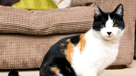 FOTO: Detaliul care îl face pe acest motan 