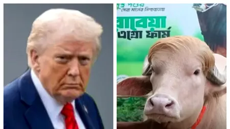 Bivolul cu păr portocaliu „Donald Trump” din Bangladesh va fi sacrificat, după ce a devenit celebru pe rețelele de socializare