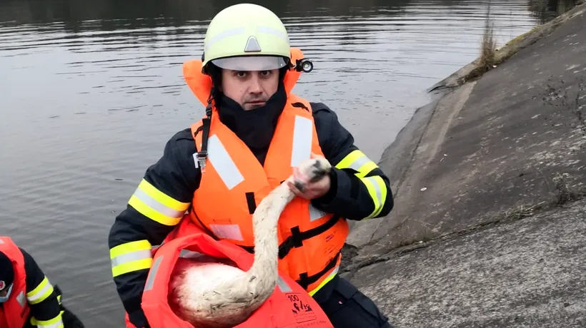 Lebădă epuizată, care plutea printre gunoaie, salvată de pompierii din Cluj. Ce s-a întâmplat cu pasărea