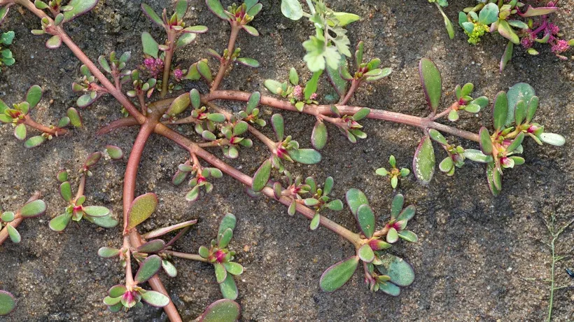 PLANTA miraculoasă pe care românii o văd drept o „buruiană”. Este o adevărată comoară pentru sănătate. Străinii plătesc bani grei să o cumpere