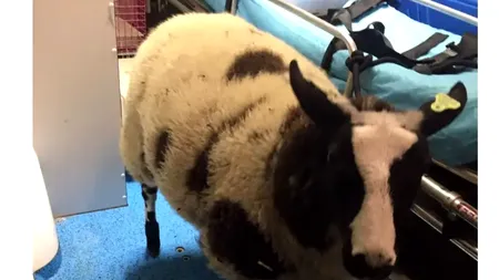 Român ARESTAT în Olanda după ce a furat o oaie de la o grădină zoologică. E suspectat de autorități că voia s-o sacrifice