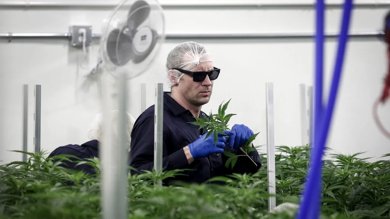 Legalizarea MARIJUANEI, o afacere profitabilă pentru Canada. Culisele unei PIEȚE ce poate ajunge la 150 de miliarde de dolari