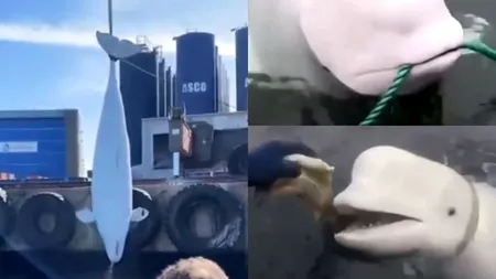 Un delfin alb a fost găsit mort în largul coastei norvegiene. „Hvaldimir” era suspectat că ar fi fost un spion al rușilor